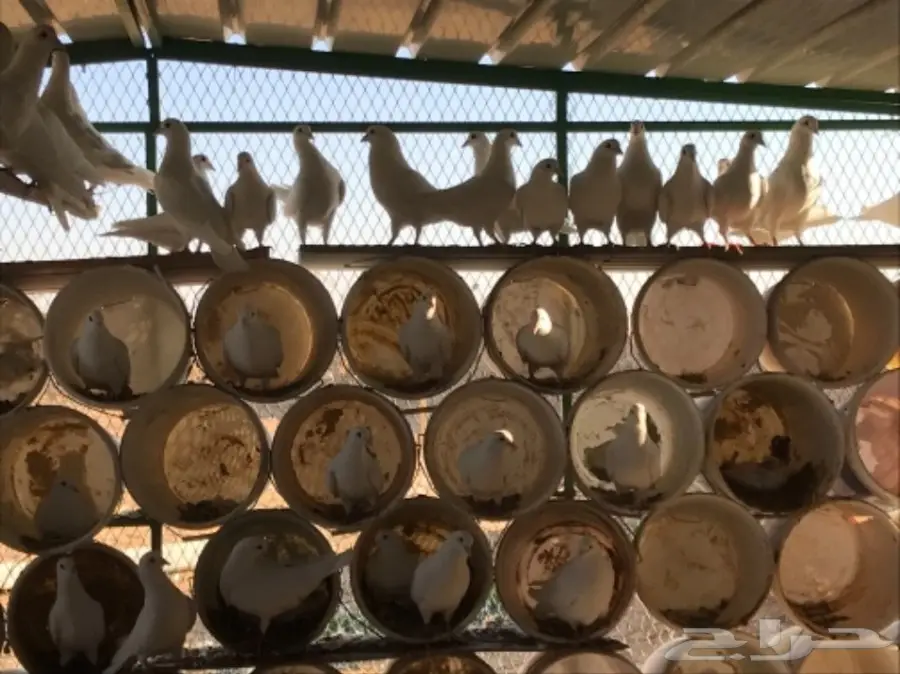 حمام سوبر جامبو ابيض لاحم فرنسي (image 9)