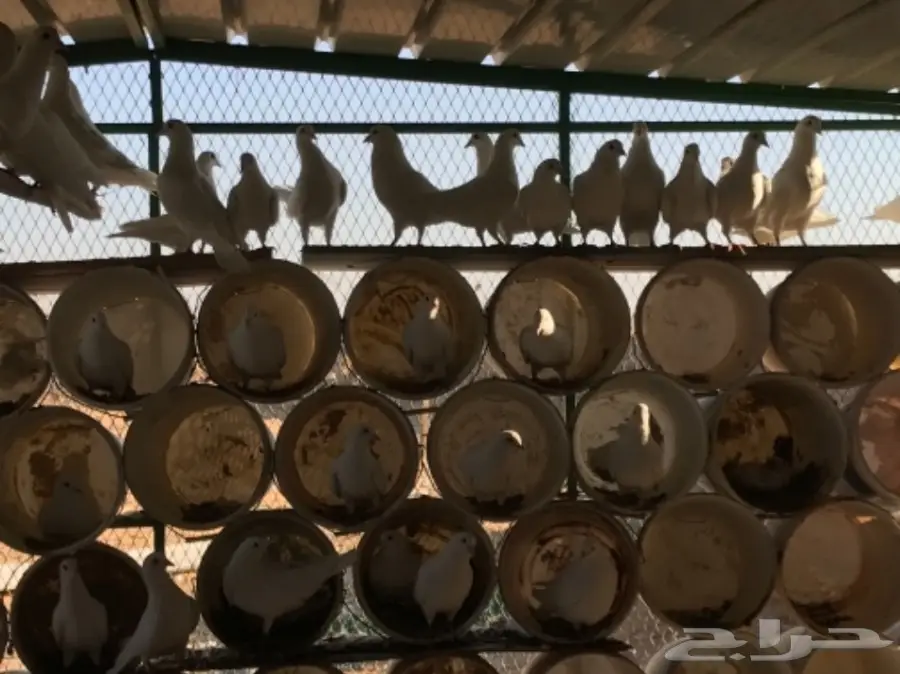 حمام سوبر جامبو ابيض لاحم فرنسي (image 10)