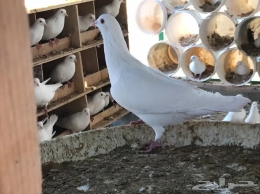 حمام سوبر جامبو ابيض لاحم فرنسي (image 12)