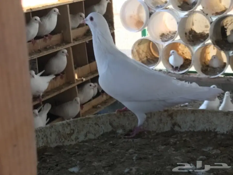 حمام سوبر جامبو ابيض لاحم فرنسي (image 13)