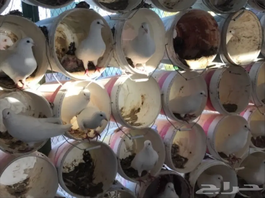 حمام سوبر جامبو ابيض لاحم فرنسي (image 14)