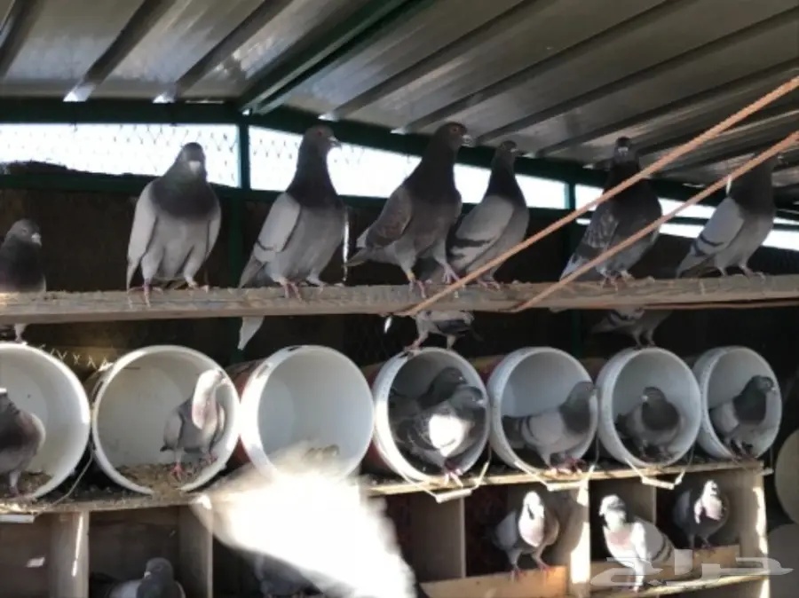 حمام سلفر سوبر جامبو