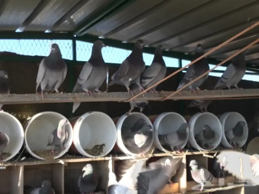 حمام سلفر سوبر جامبو (image 1)