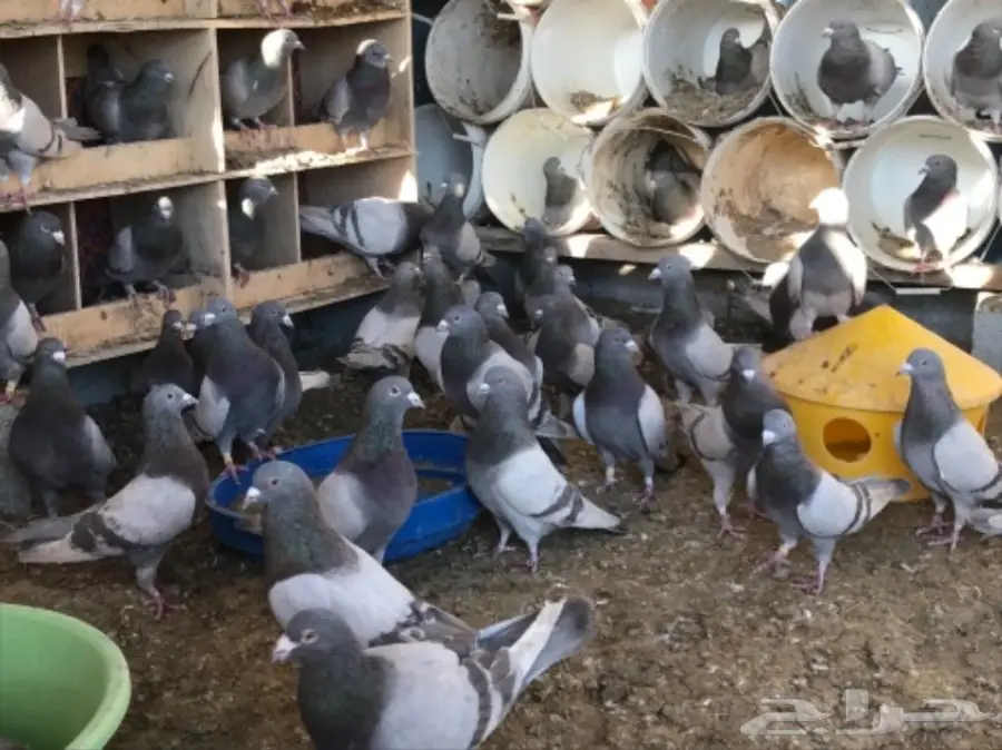 حمام سلفر سوبر جامبو (image 2)