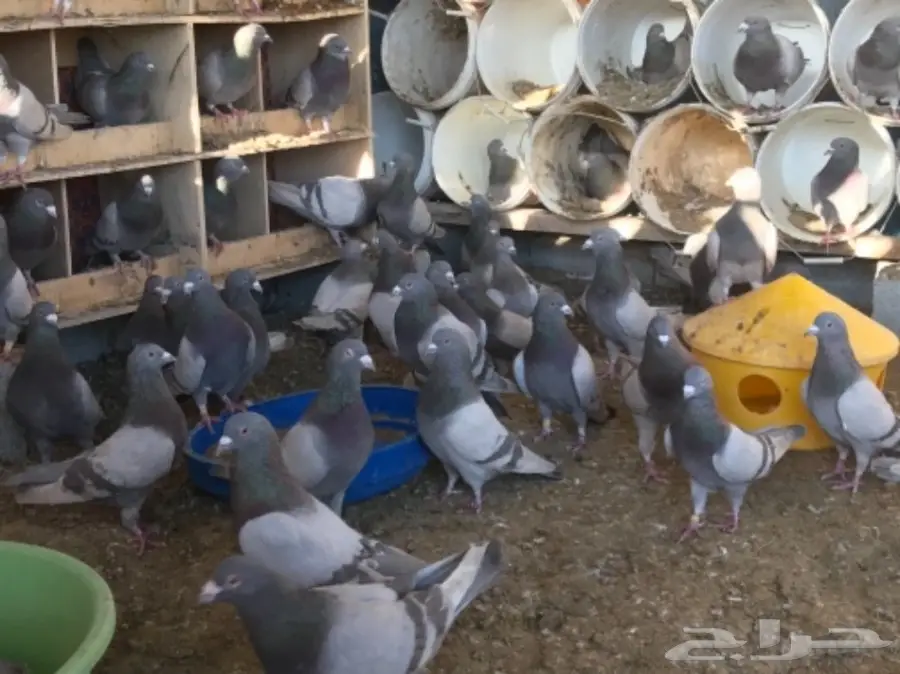 حمام سلفر سوبر جامبو (image 3)