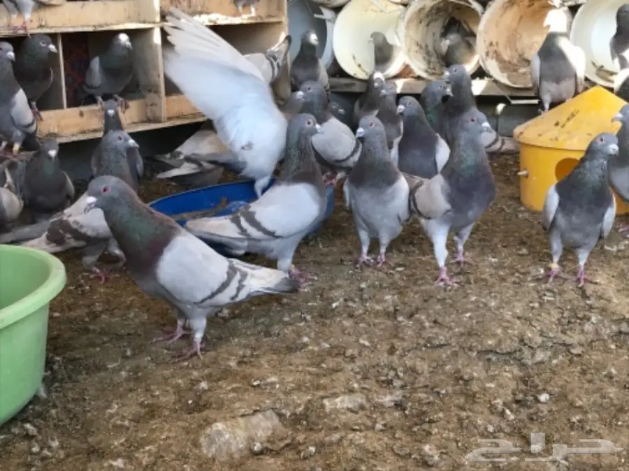 حمام سلفر سوبر جامبو (image 4)