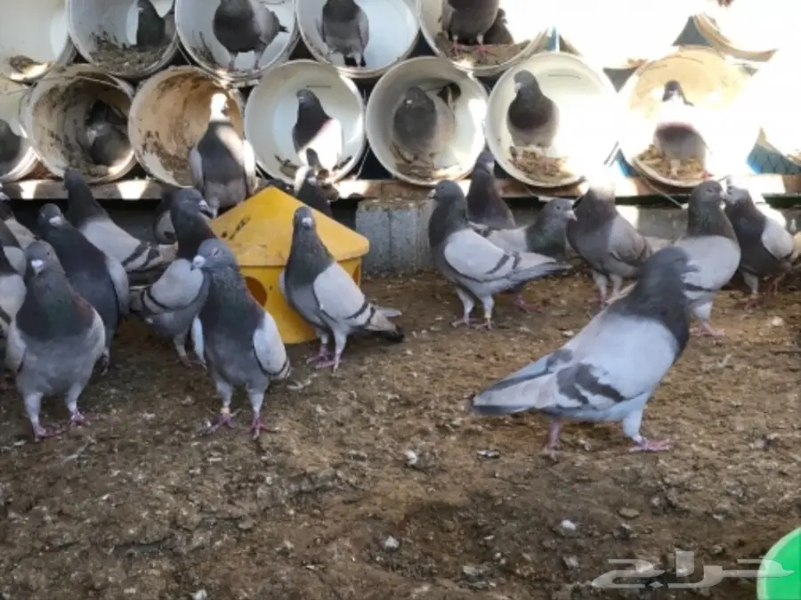 حمام سلفر سوبر جامبو (image 5)