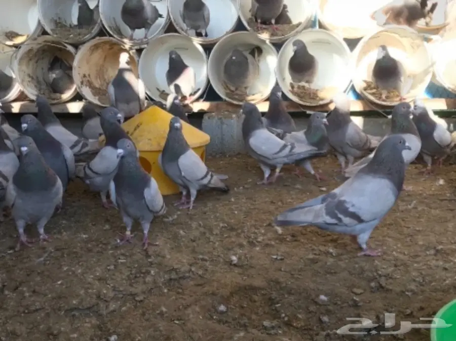 حمام سلفر سوبر جامبو (image 6)