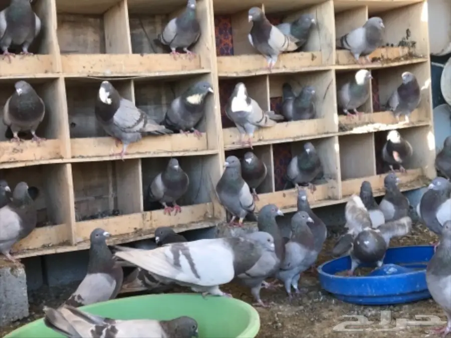 حمام سلفر سوبر جامبو (image 7)