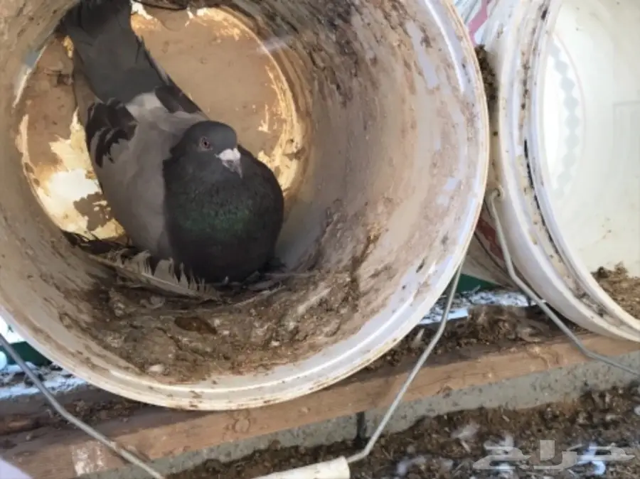 حمام سلفر سوبر جامبو (image 8)