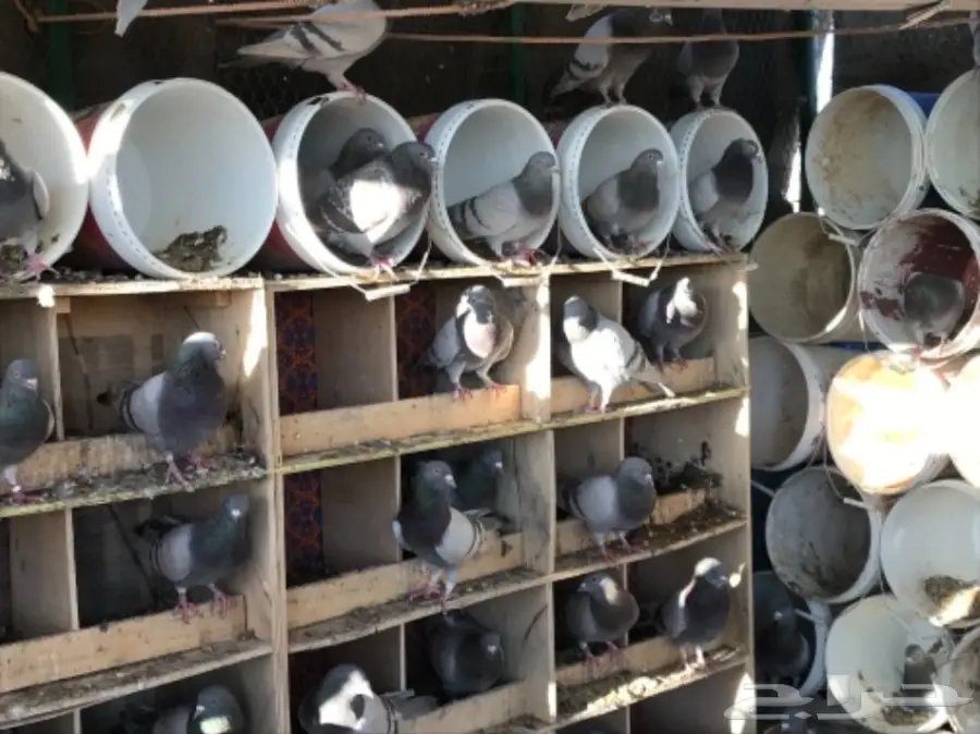 حمام سلفر سوبر جامبو (image 9)