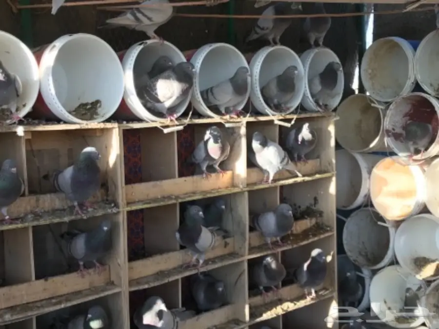 حمام سلفر سوبر جامبو (image 10)