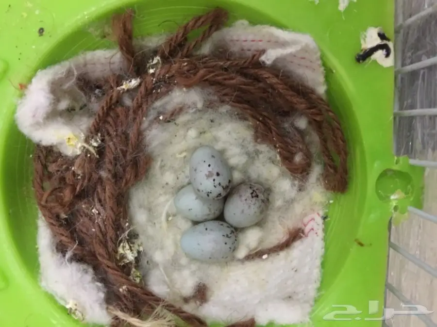 كناري منتج مع 4 بيضات وفرخين لون مميز