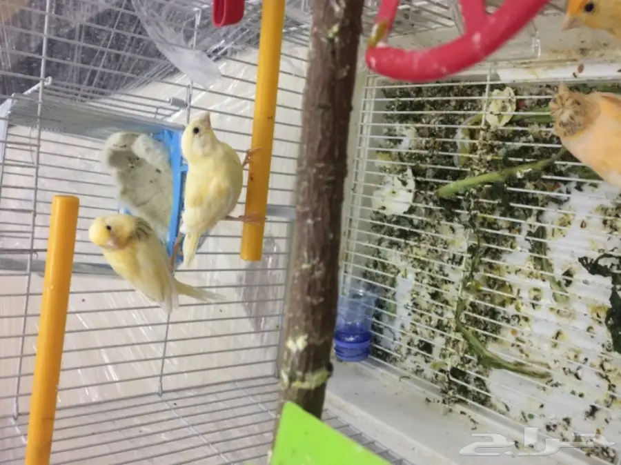 كناري منتج مع 4 بيضات وفرخين لون مميز (image 1)