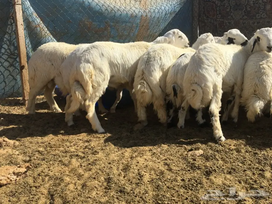 عرض 26 طلي كفووو شحم ولحم (image 1)