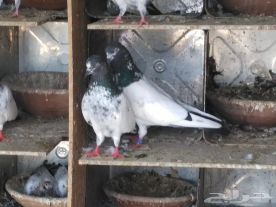 خمس طبات تيدي - فرصة استثمارية مميزة! (image 11)