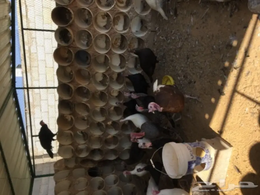 دجاج رومي (image 1)