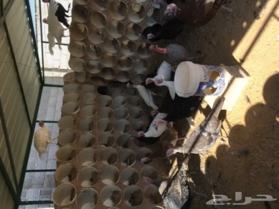 دجاج رومي (image 2)