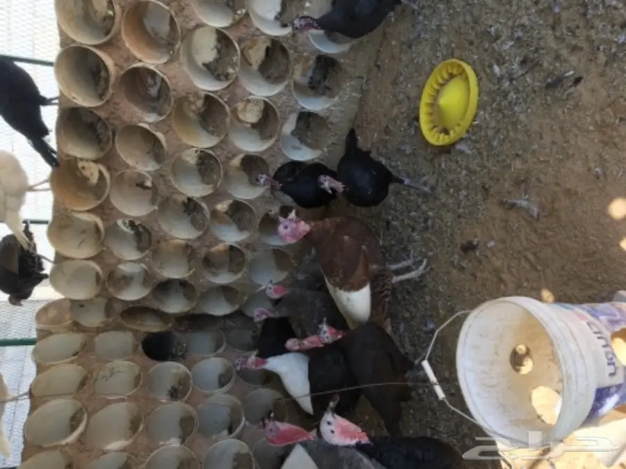 دجاج رومي (image 4)