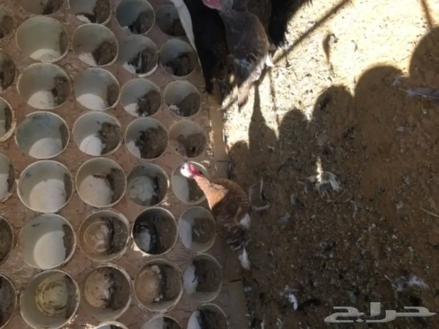 دجاج رومي (image 5)