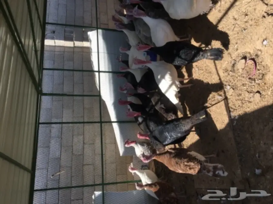 دجاج رومي (image 6)