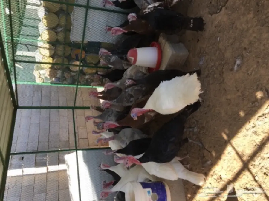 دجاج رومي (image 7)