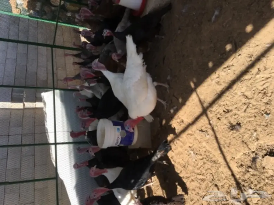 دجاج رومي (image 8)