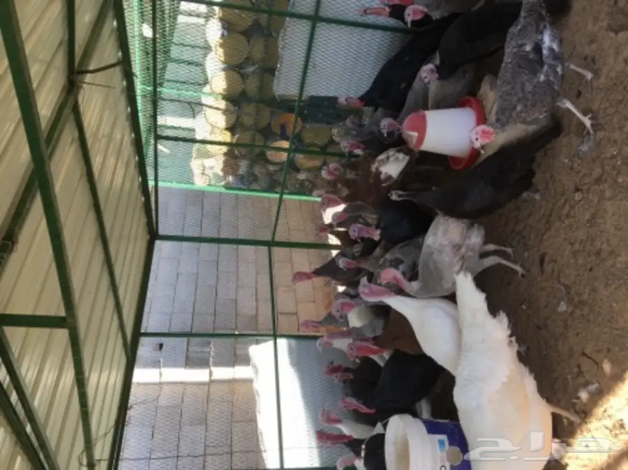 دجاج رومي (image 9)