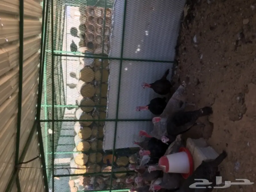 دجاج رومي (image 11)