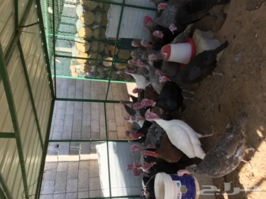 دجاج رومي (image 12)