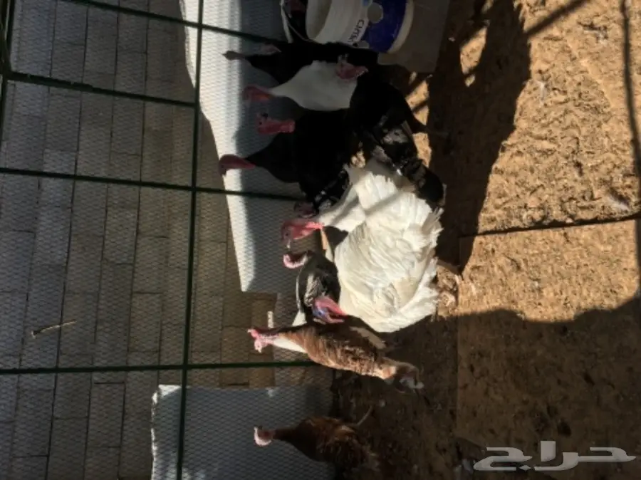 دجاج رومي (image 13)