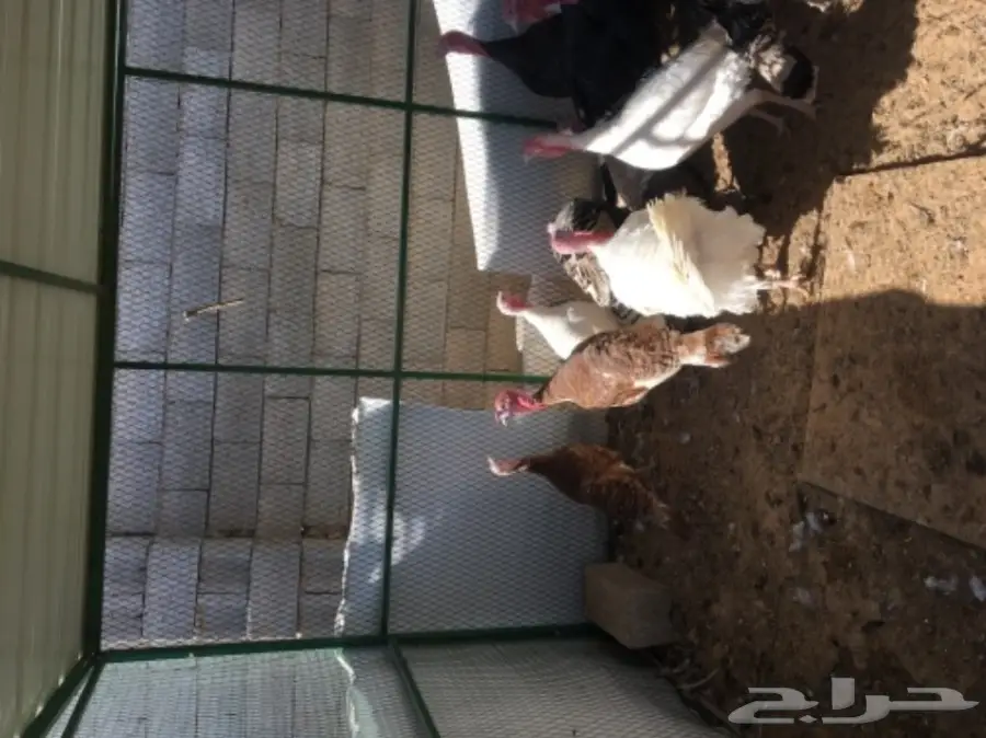 دجاج رومي (image 14)