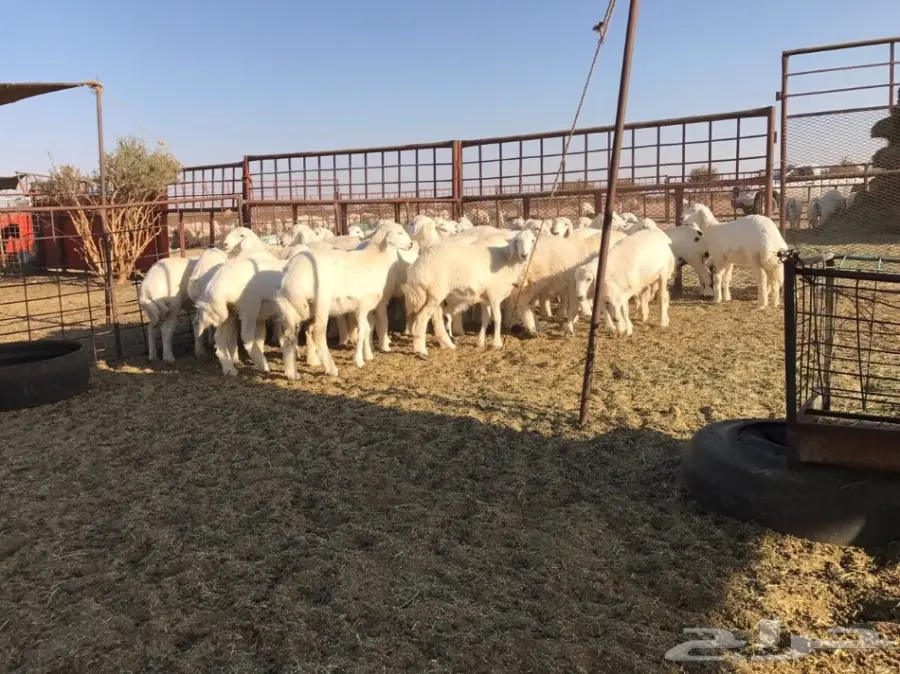 رخال حريه مقفله شحم 