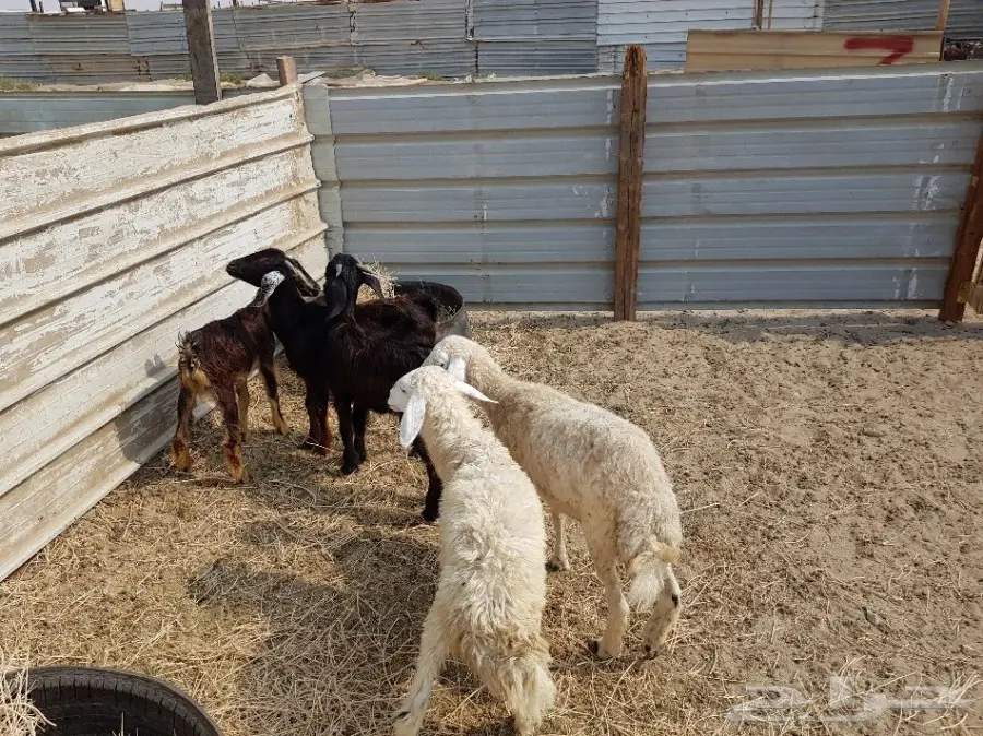 3 تيوس ورخلتين على 250 ريال (image 2)