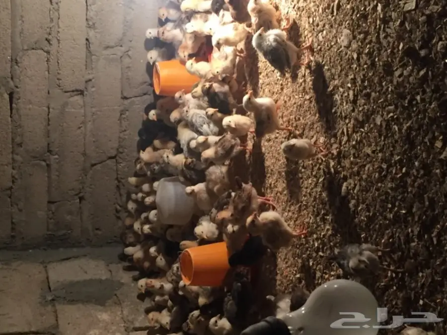 صوص بلدي للبيع 