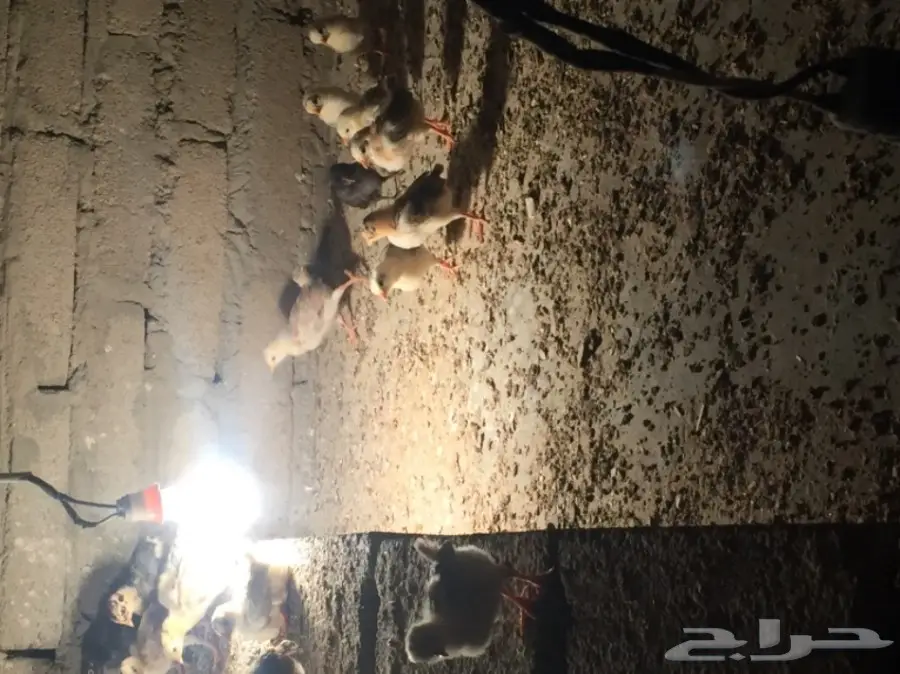 صوص بلدي أصيل للبيع - فرصة لا تعوض! (image 1)