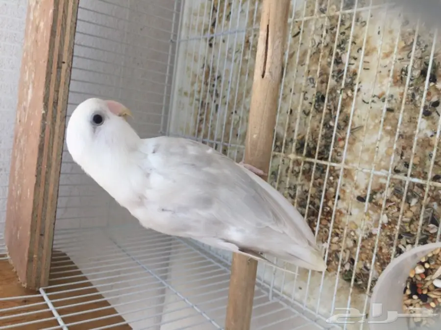 روز باليد لون جميل