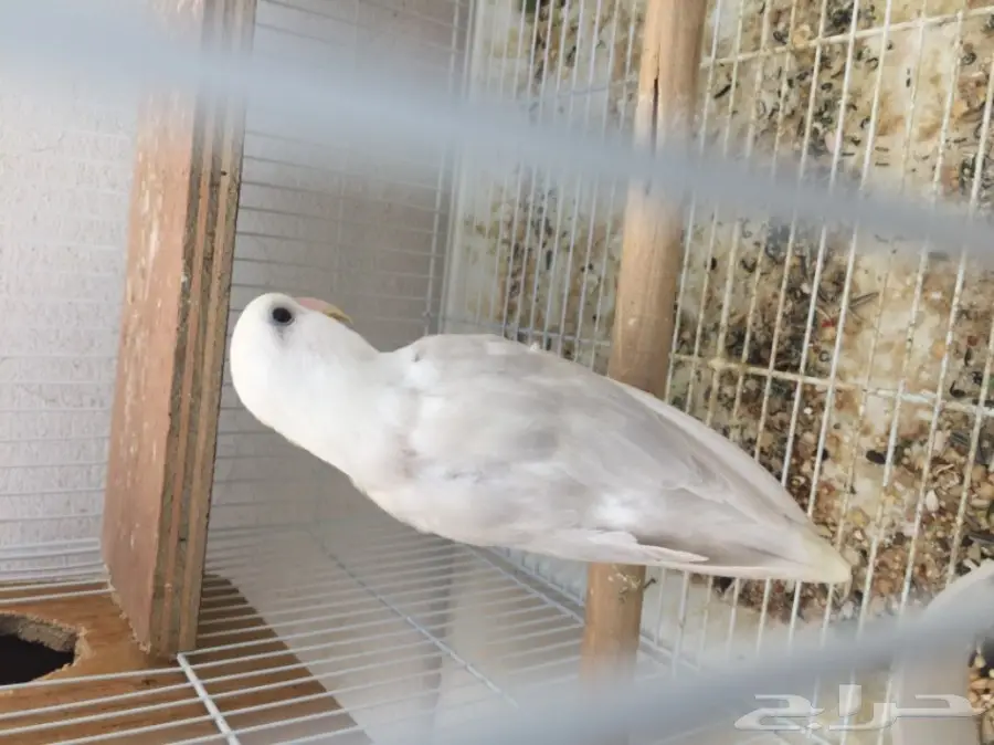 روز باليد لون جميل (image 1)