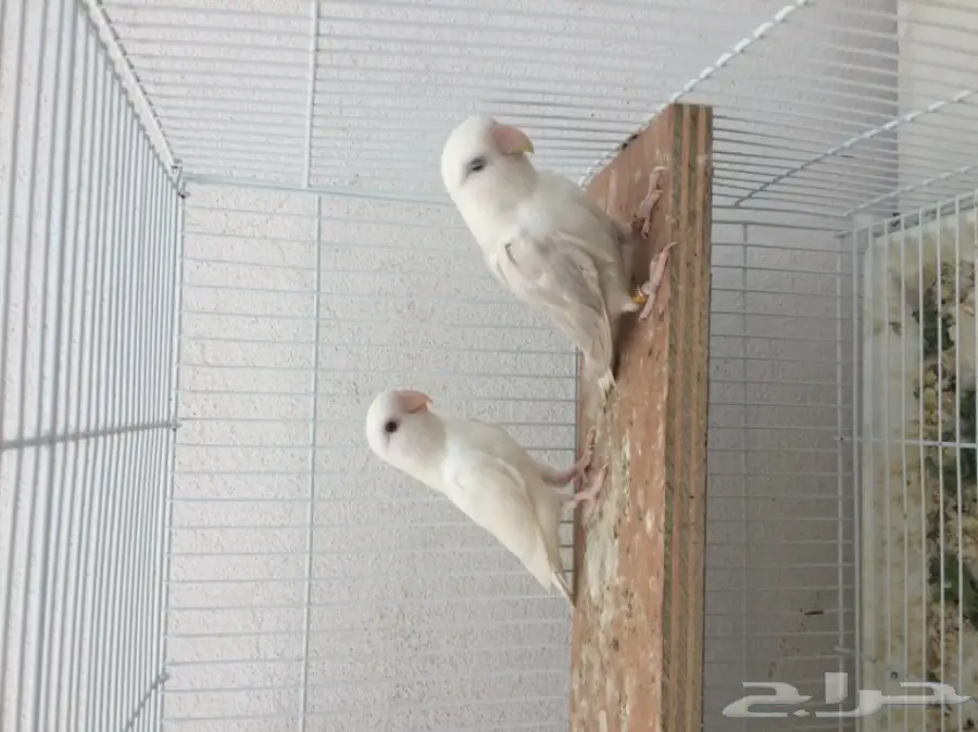 روز باليد لون جميل (image 2)