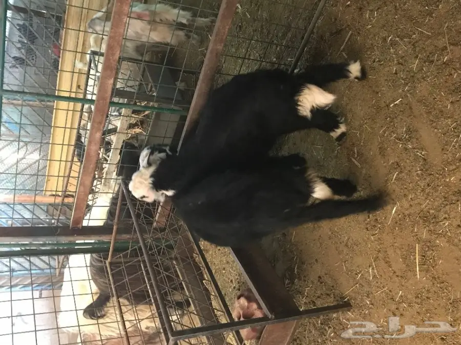 هرافى نجد  (image 5)