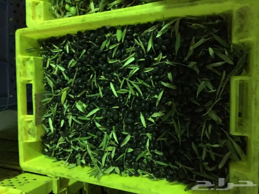 زيت الزيتون عصرة اولى على البارد من مزارعنا (image 1)