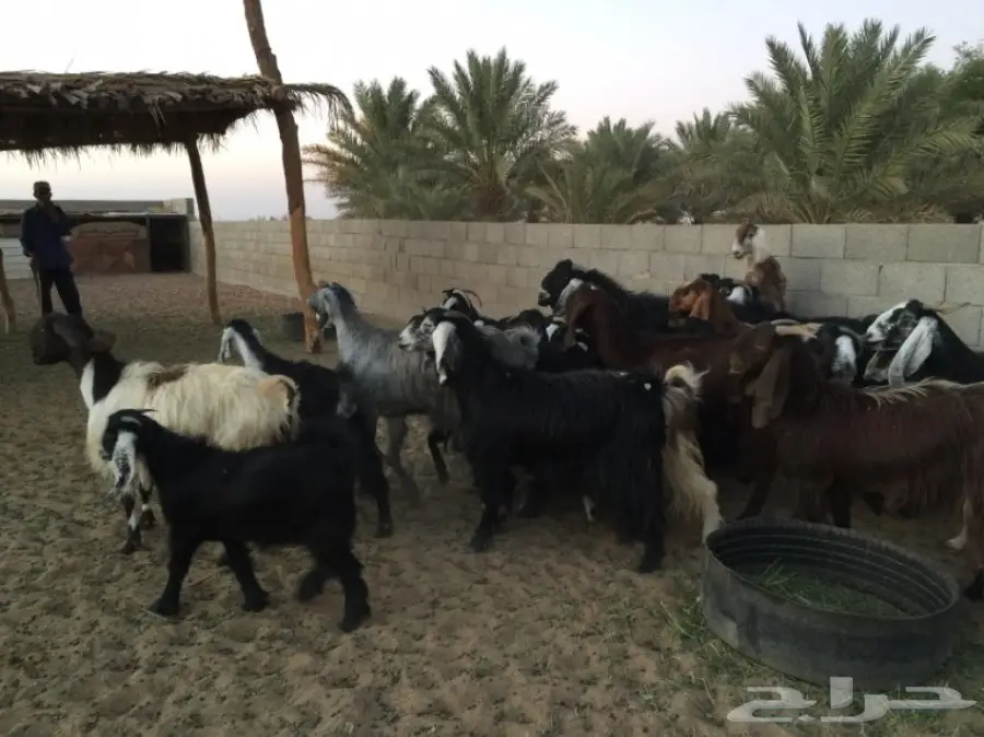 للبيع معزا مضاريع وولد بالرس (image 1)