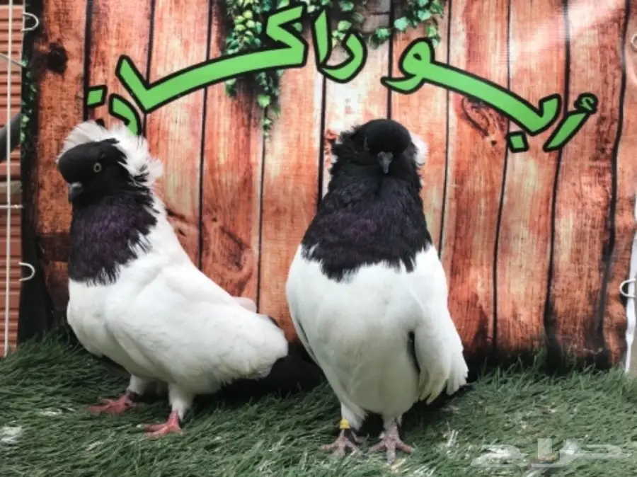 جوز سوداني اسود مستوى Top