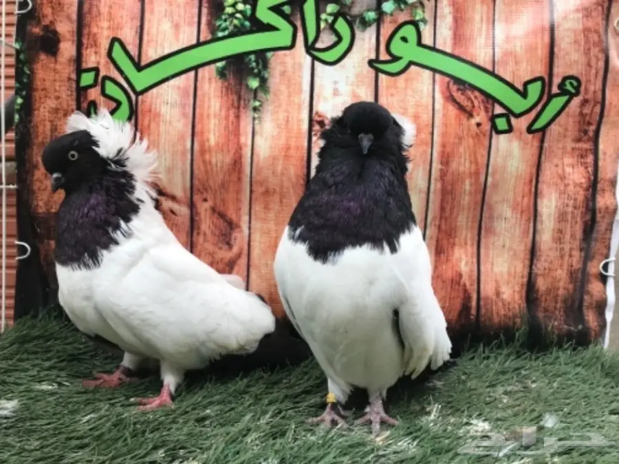 جوز سوداني اسود مستوى Top (image 1)