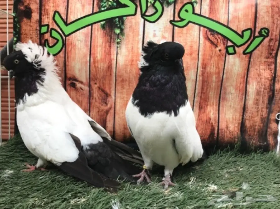 جوز سوداني اسود مستوى Top (image 2)