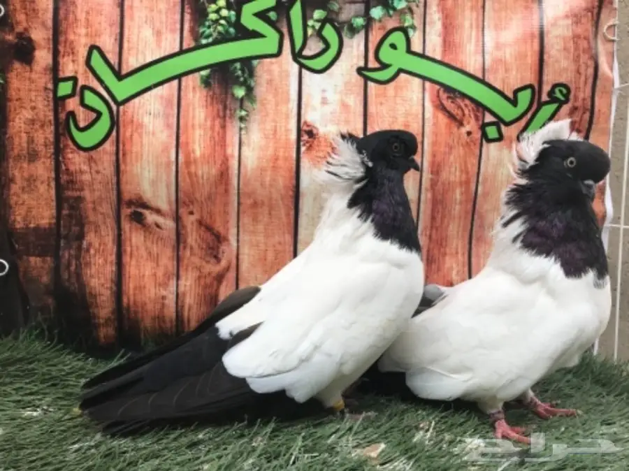 جوز سوداني اسود مستوى Top (image 3)