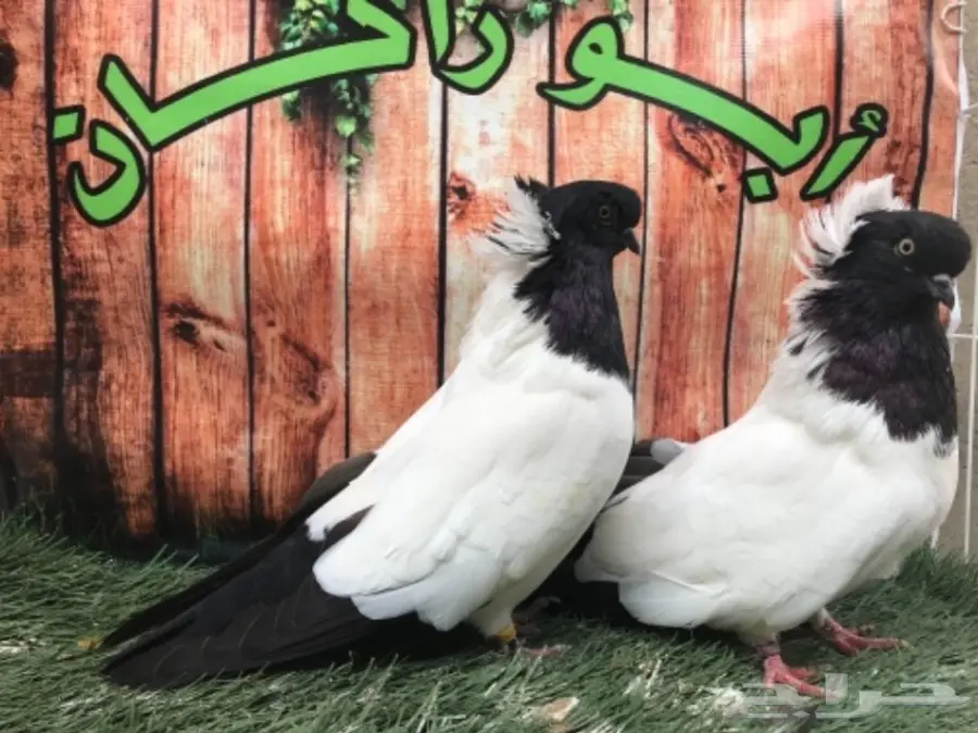 جوز سوداني اسود مستوى Top (image 4)