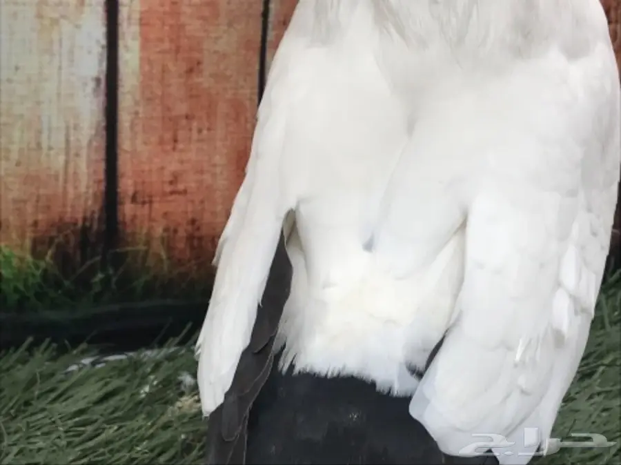 جوز سوداني اسود مستوى Top (image 5)