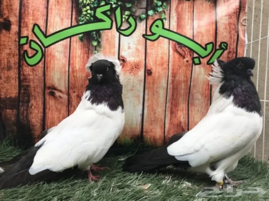 جوز سوداني اسود مستوى Top (image 6)