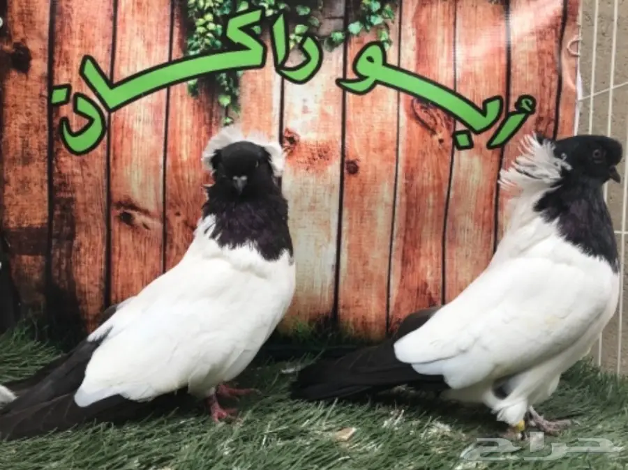 جوز سوداني اسود مستوى Top (image 7)